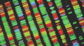 Genes that drive glucose levels also drive heart disease